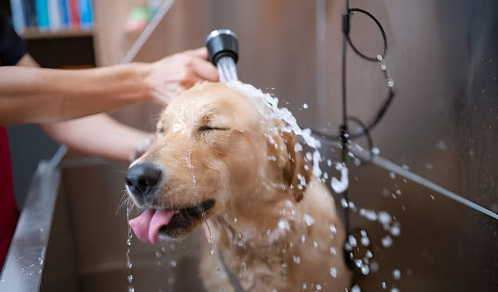 Keep Pets Fresh With Gentle Bath Supplies