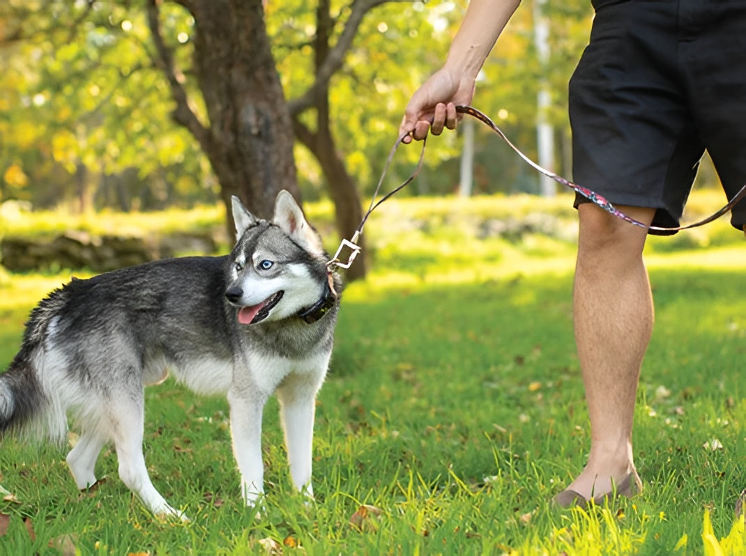 Safe Walks Start With Quality Pet Leashes
